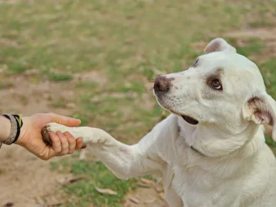 National dog survey