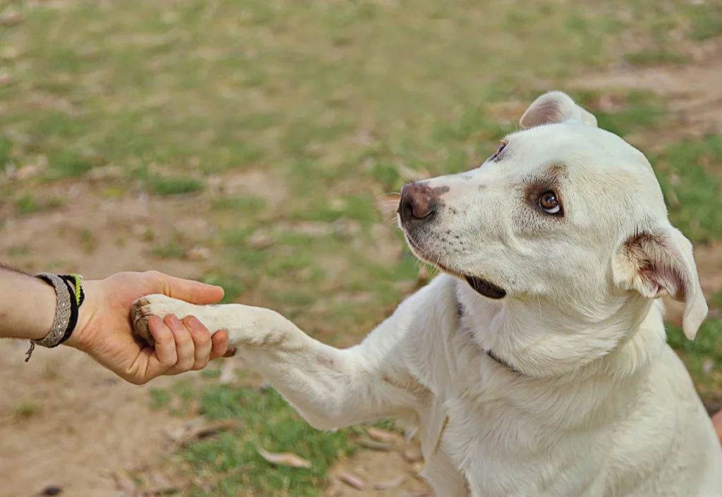 National Dog Survey Insights
