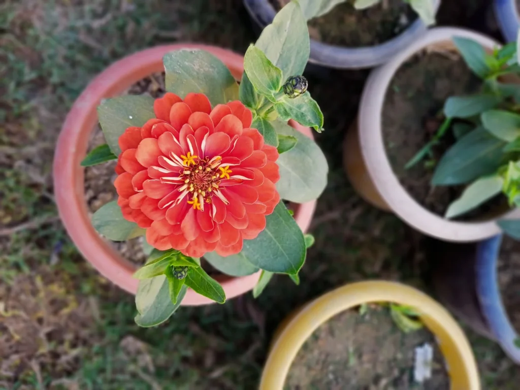 Tasks on Flower Bloom Earning App